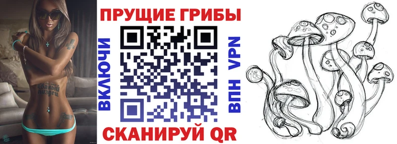 продажа наркотиков  Михайловка  OMG зеркало  Галлюциногенные грибы GOLDEN TEACHER 